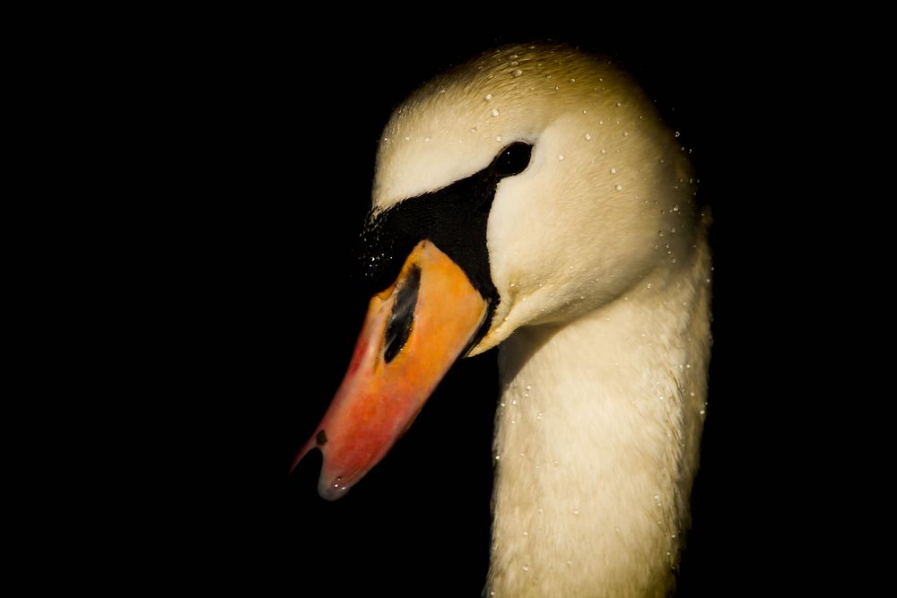 Höckerschwan Portrait