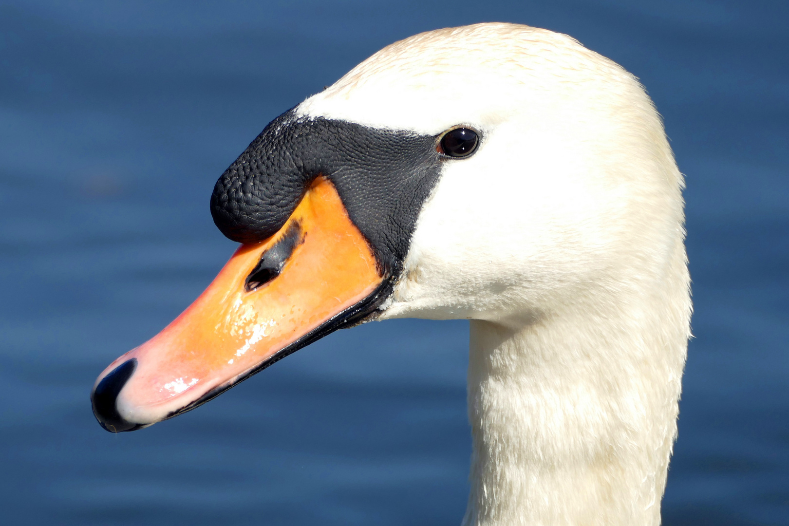 Höckerschwan-Portrait