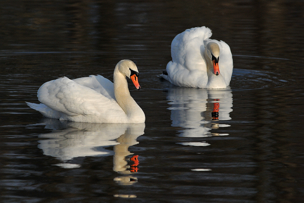 Höckerschwan – Revierinhaber 02