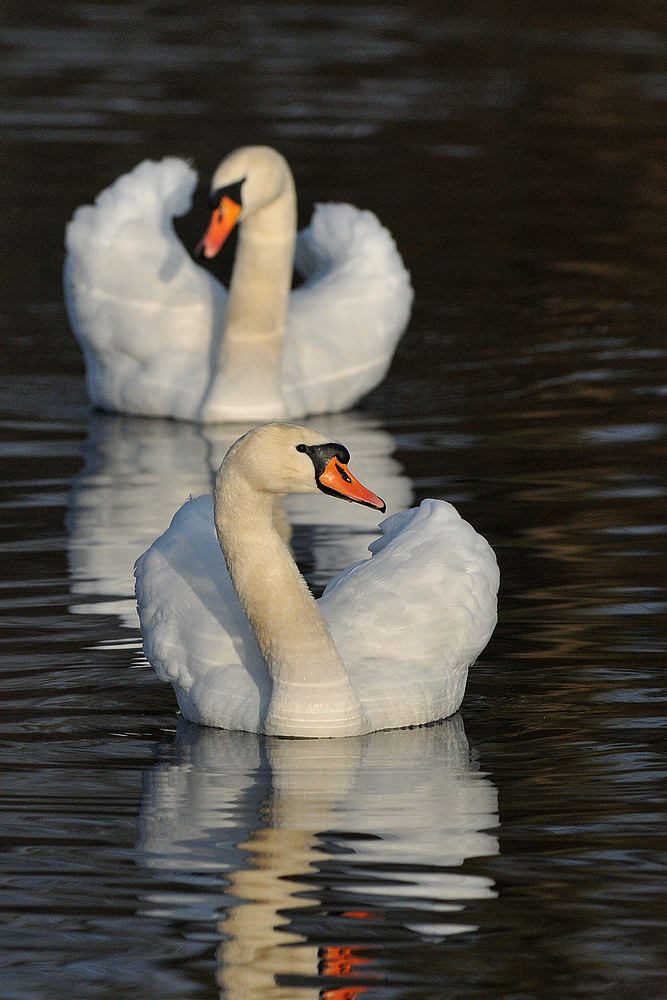 Höckerschwan – Revierinhaber 03