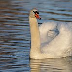 Höckerschwan – Revierkampf- und Balzbeginn 02