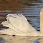 Höckerschwan – Revierkampf- und Balzbeginn 03