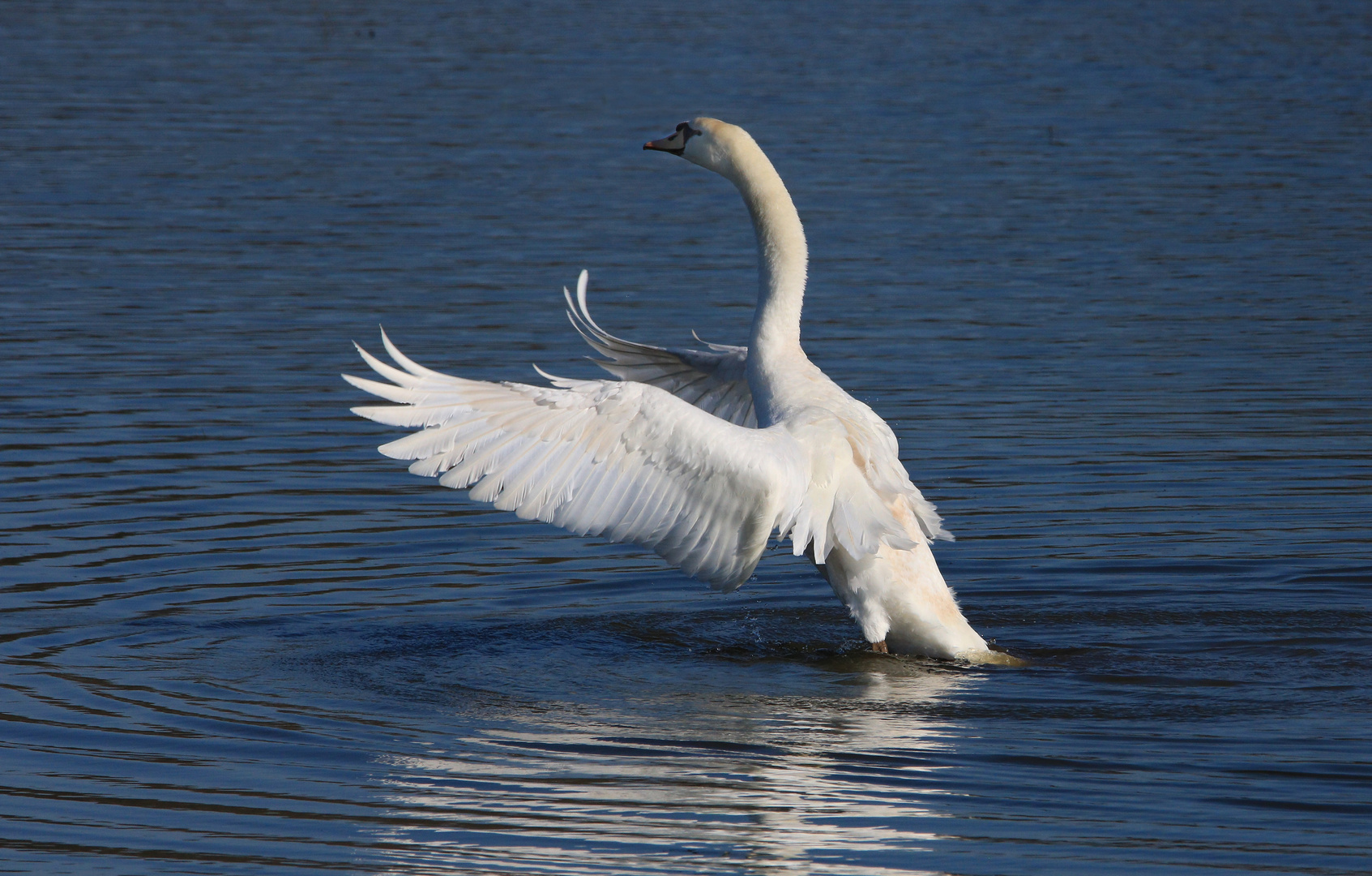 Höckerschwan,  Schwan, Mute Swan,  Cygnus olor 