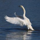 Höckerschwan,  Schwan, Mute Swan,  Cygnus olor 