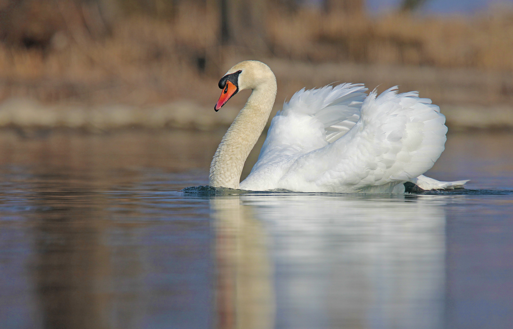 Höckerschwan - seine Majestät