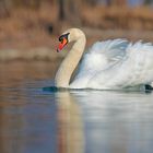 Höckerschwan - seine Majestät