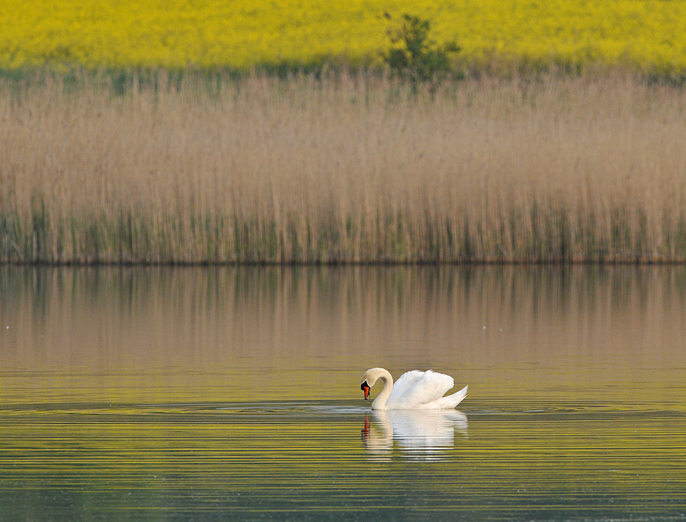 Höckerschwan – Spiegel – Raps