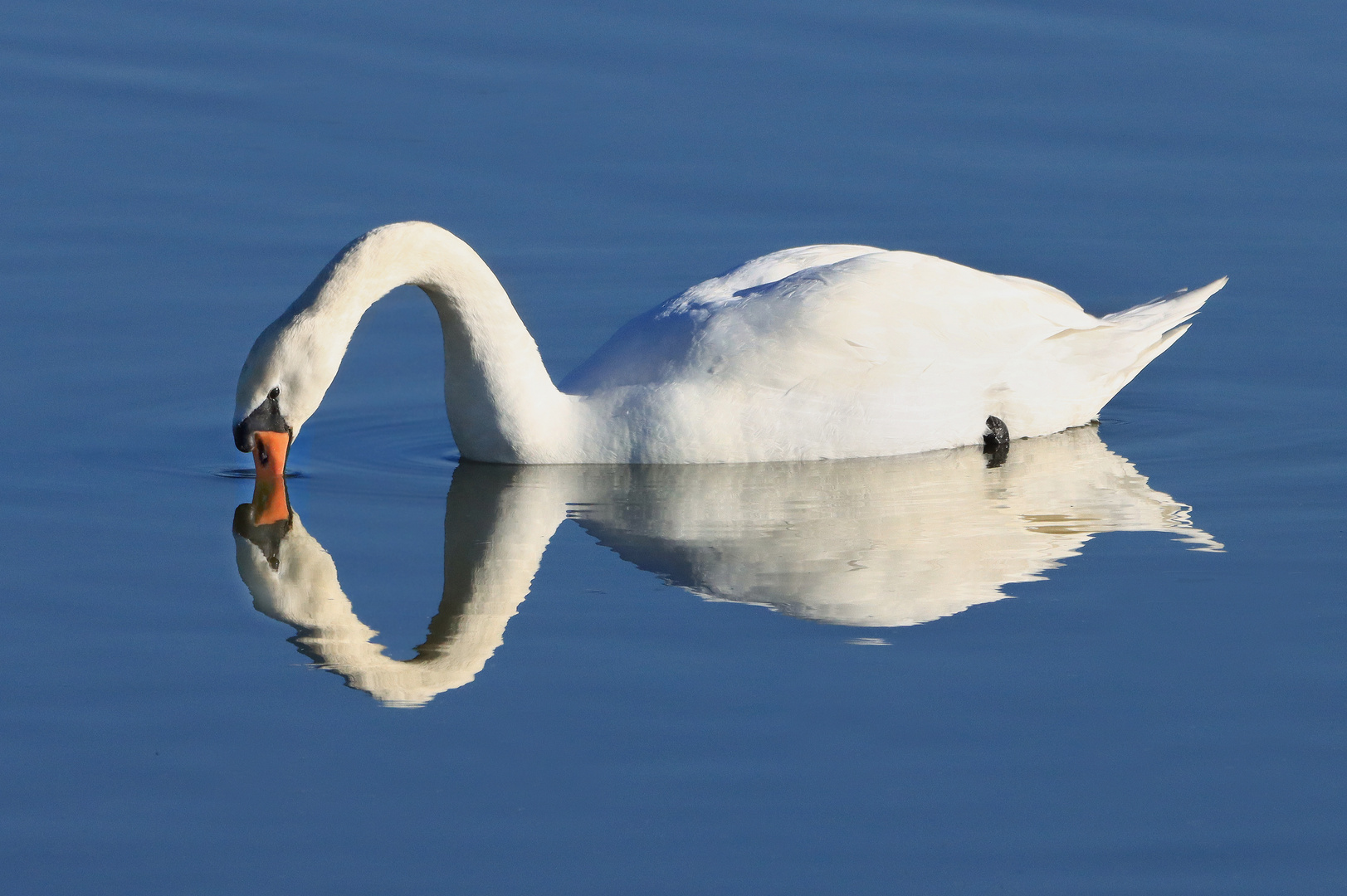 Höckerschwan, Spiegelbild betrachtend, Ahsewiesen