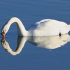 Höckerschwan, Spiegelbild betrachtend, Ahsewiesen