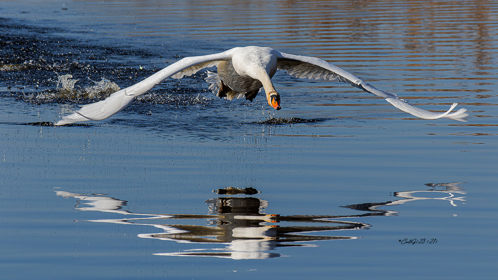 Höckerschwan Spiegelbildlich