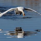 Höckerschwan Spiegelbildlich