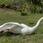 Höckerschwan streckt sich...