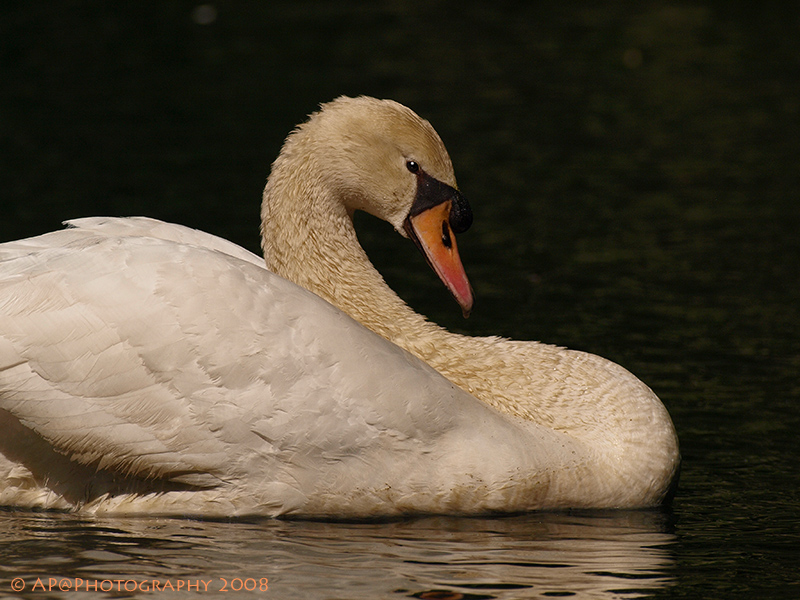 Höckerschwan thronend