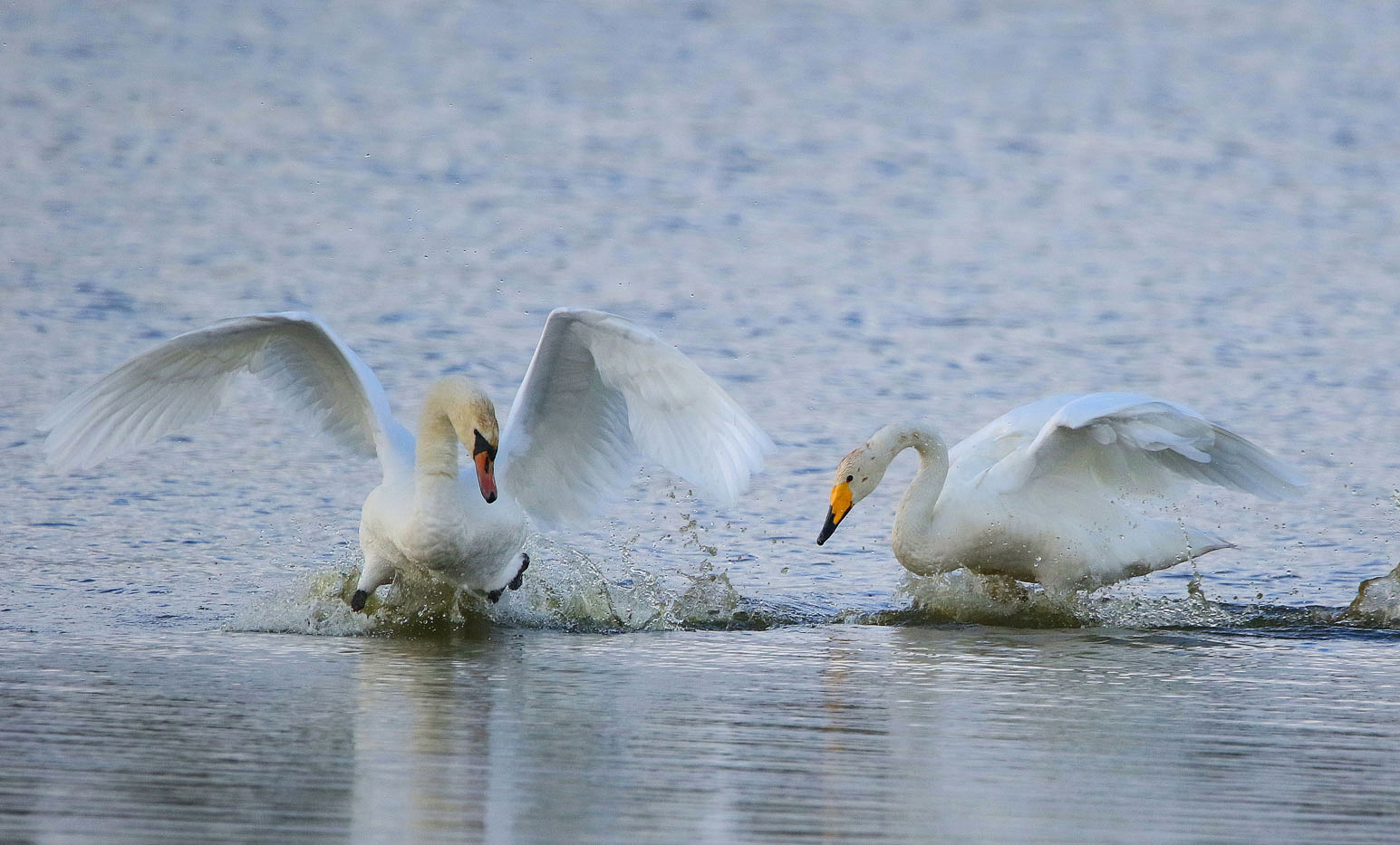 Höckerschwan trifft Singschwan