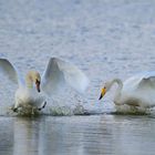 Höckerschwan trifft Singschwan