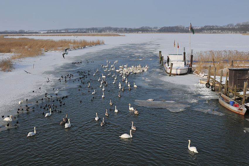 Höckerschwan – und andere Nöte