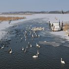 Höckerschwan – und andere Nöte