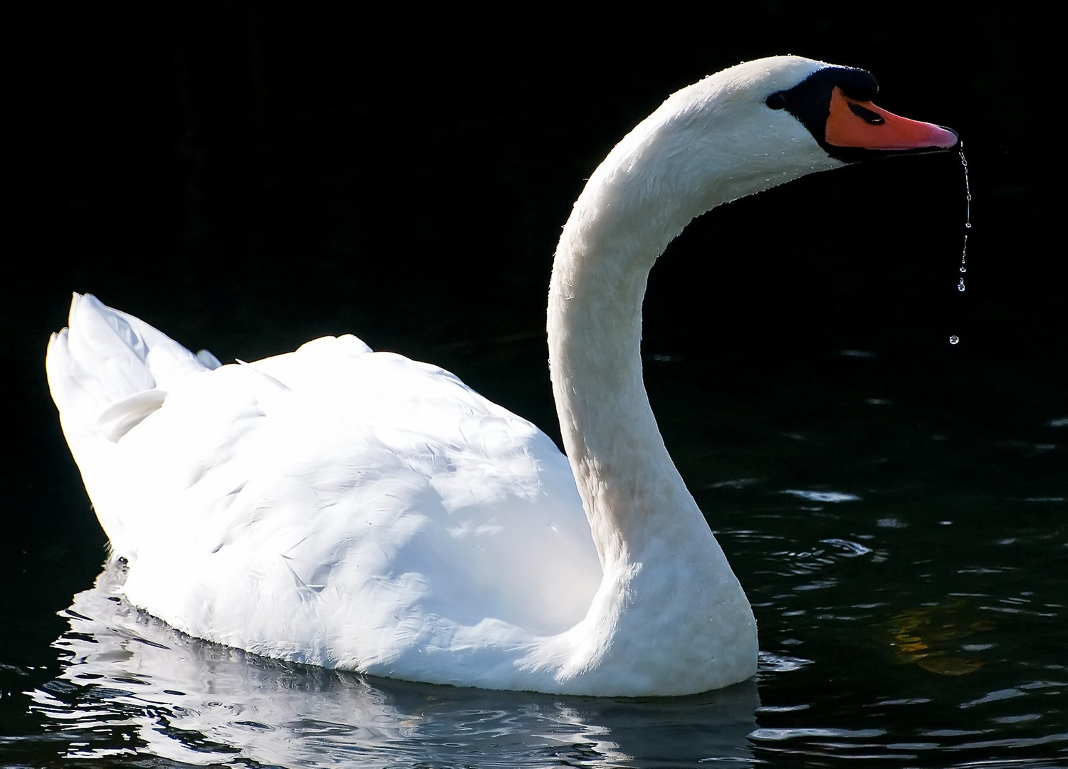 Höckerschwan und seine verlorenen Wassertropfen