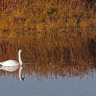 Höckerschwan- und Uferspiegelung im NSG Am Tibaum in den Lippeauen zwischen Hamm und Werne