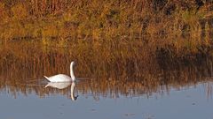 Höckerschwan- und Uferspiegelung im NSG Am Tibaum in den Lippeauen zwischen Hamm und Werne