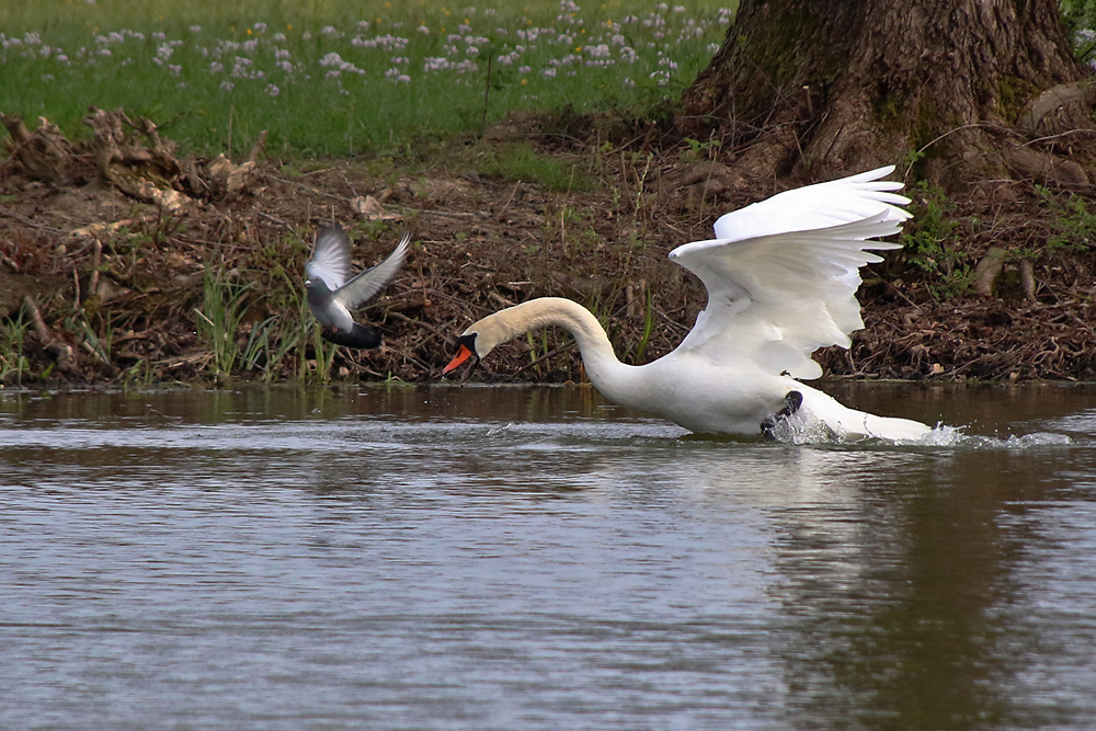 Höckerschwan verjagt die Taube