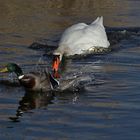 Höckerschwan vertreibt die Stockente