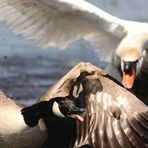 Höckerschwan vertreibt Kanadagans...