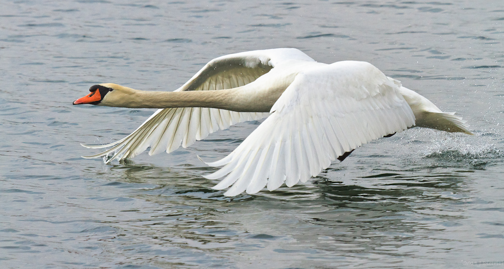 Höckerschwan - völlig normal