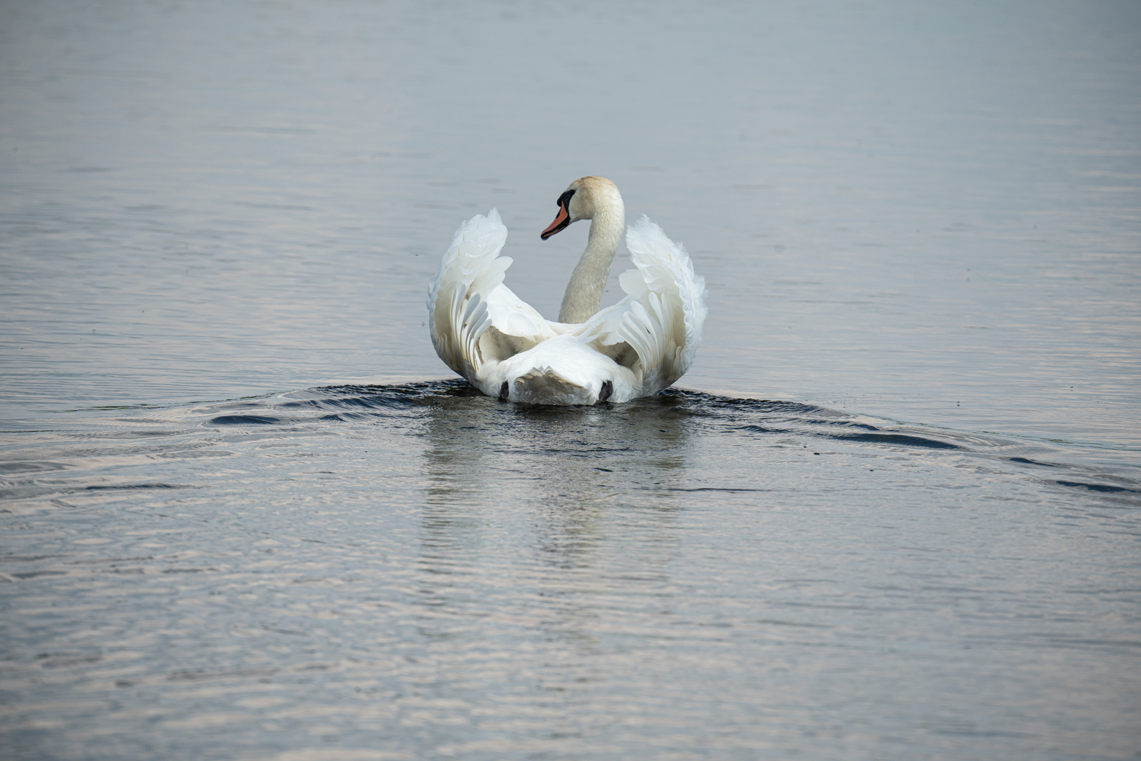 Höckerschwan von hinten