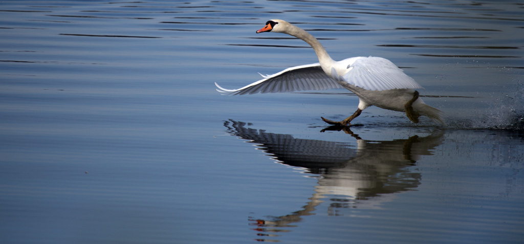 Höckerschwan vor dem Start in die Luft