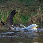 Höckerschwan vs. Kanadagans