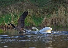 Höckerschwan vs. Kanadagans