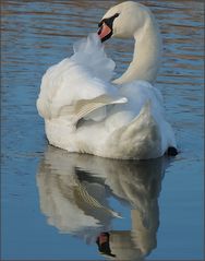 Höckerschwan - wildlife