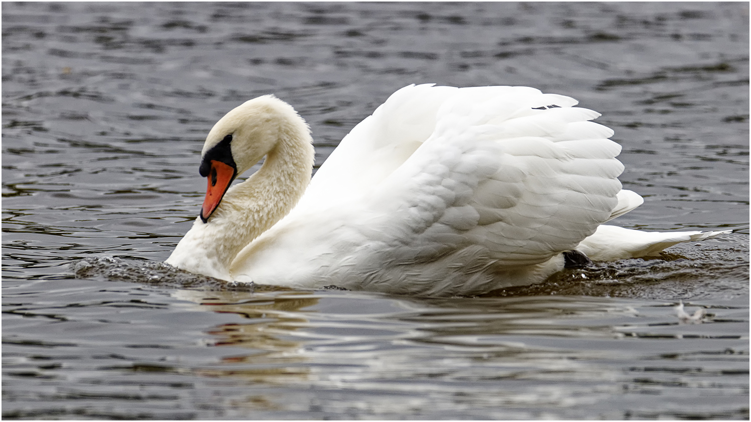 Höckerschwan (ygnus olor)