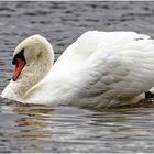 Höckerschwan (ygnus olor)