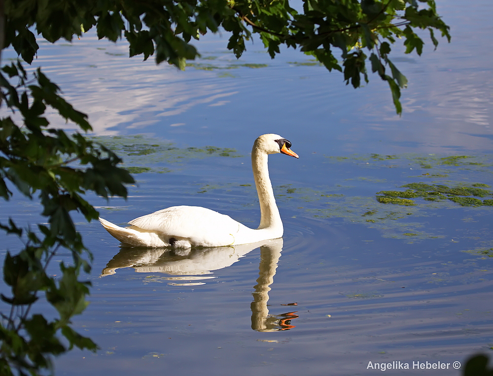 Höckerschwan zum 2.