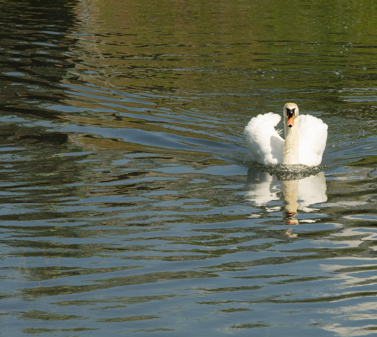 Höckerschwan_1