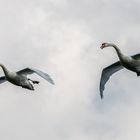 Höckerschwanenpaar im Landeanflug