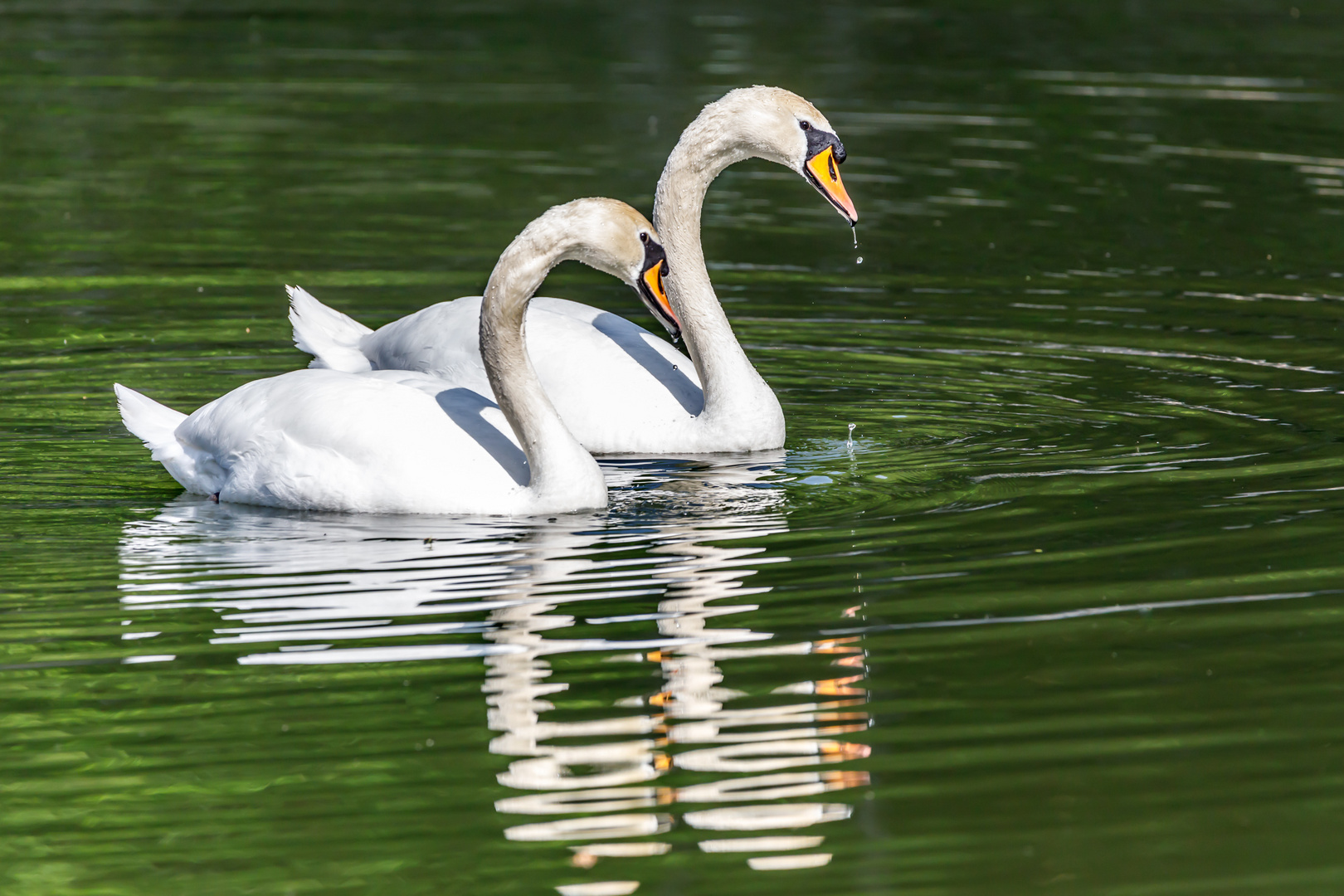 Höckerschwanenpaar zum Spiegeltag