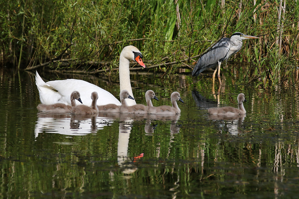 Höckerschwanfamilie und der Graureiher