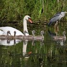 Höckerschwanfamilie und der Graureiher