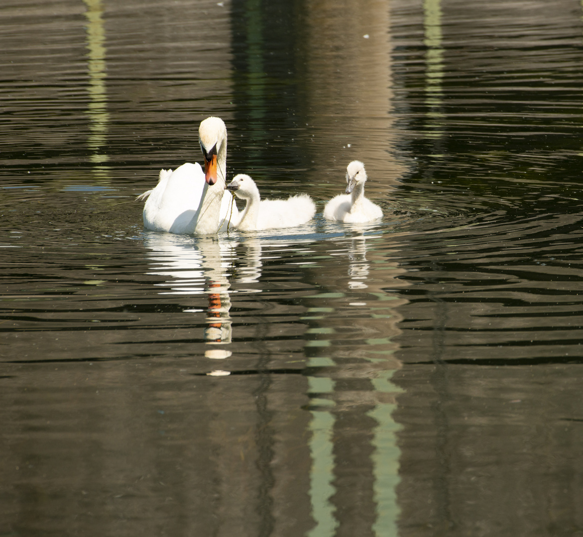 Höckerschwan_gib das her