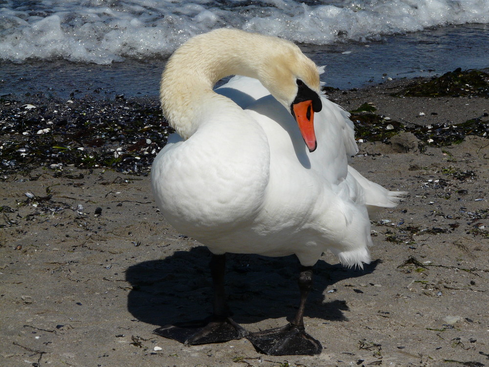 Höckerschwarn an der Ostsee