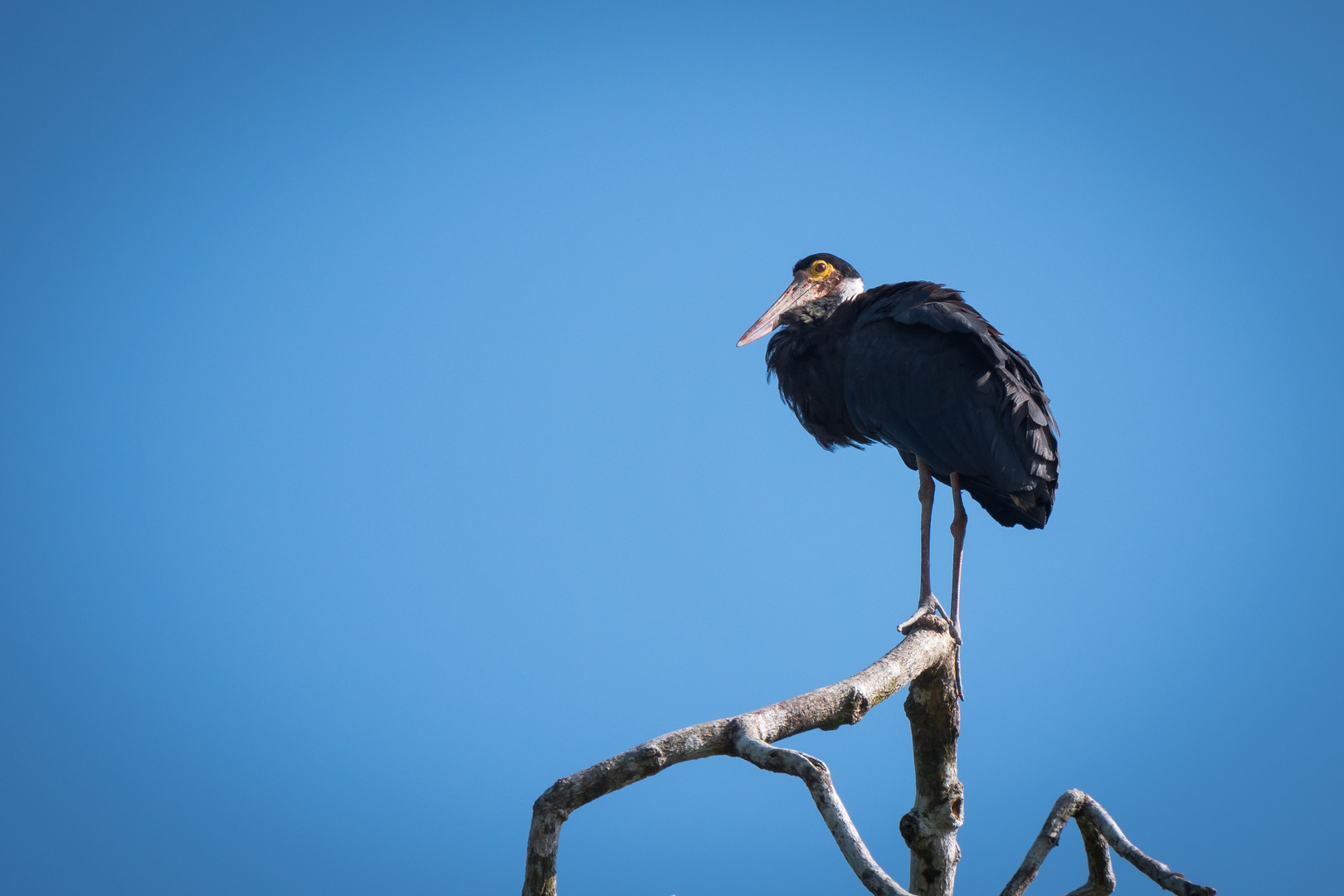 Höckerstorch