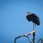 Höckerstorch