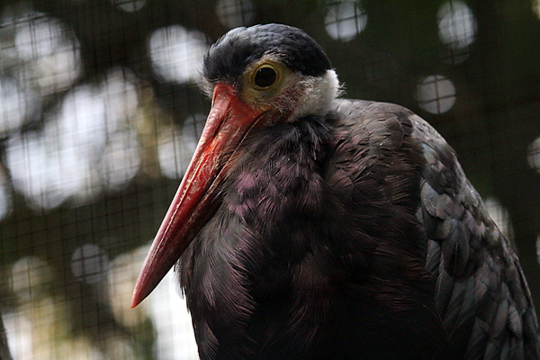 Höckerstorch