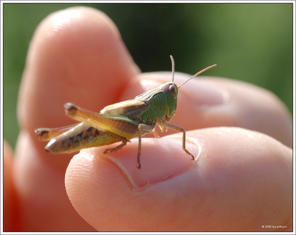 Höfflichkeitsbesuch...