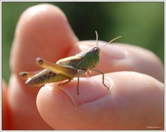 Höfflichkeitsbesuch...