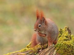 Höfliches Eichhörnchen