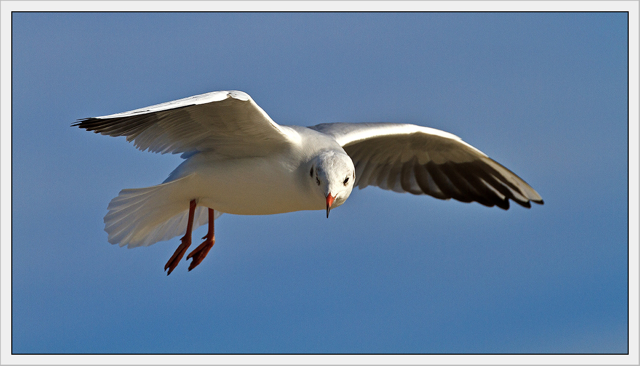 Höhenflug